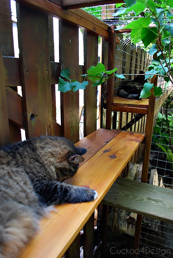 cat enjoying outdoor cat cage