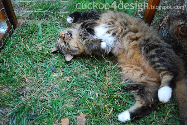 cat enjoying grass in outdoor DIY cat cage