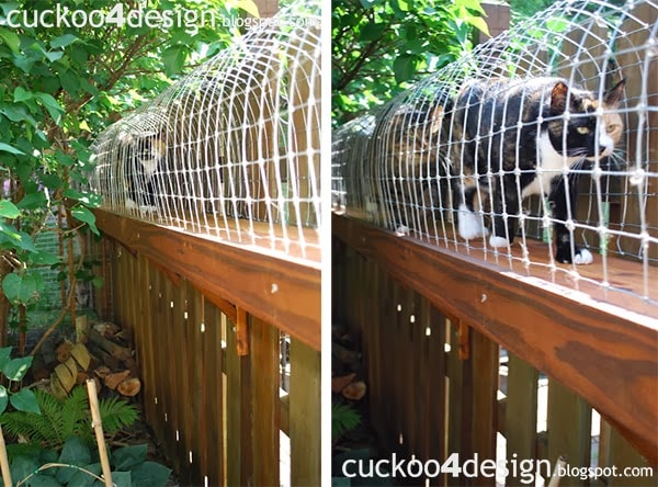 Easy Diy Cat Enclosure To Keep Your, Cat Fence Outdoor