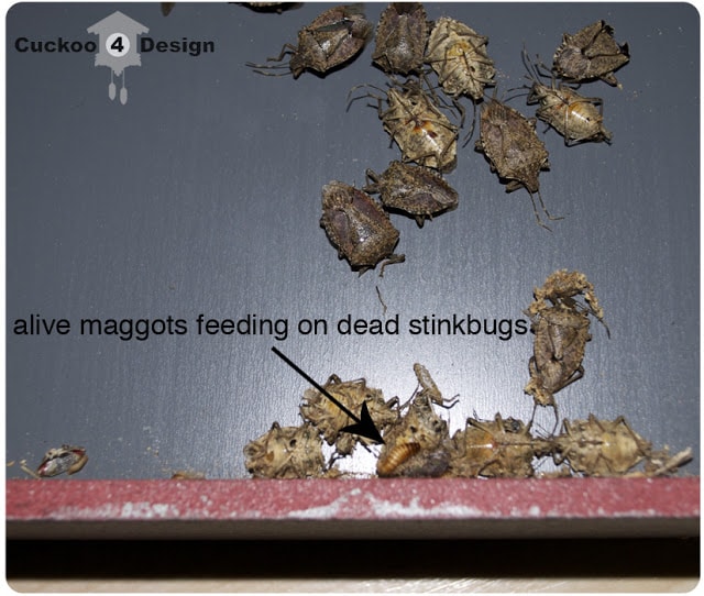maggots feeding on dead stink bugs