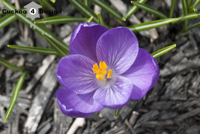 close-up of crocus flower