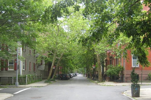tree lined street in brooklyn