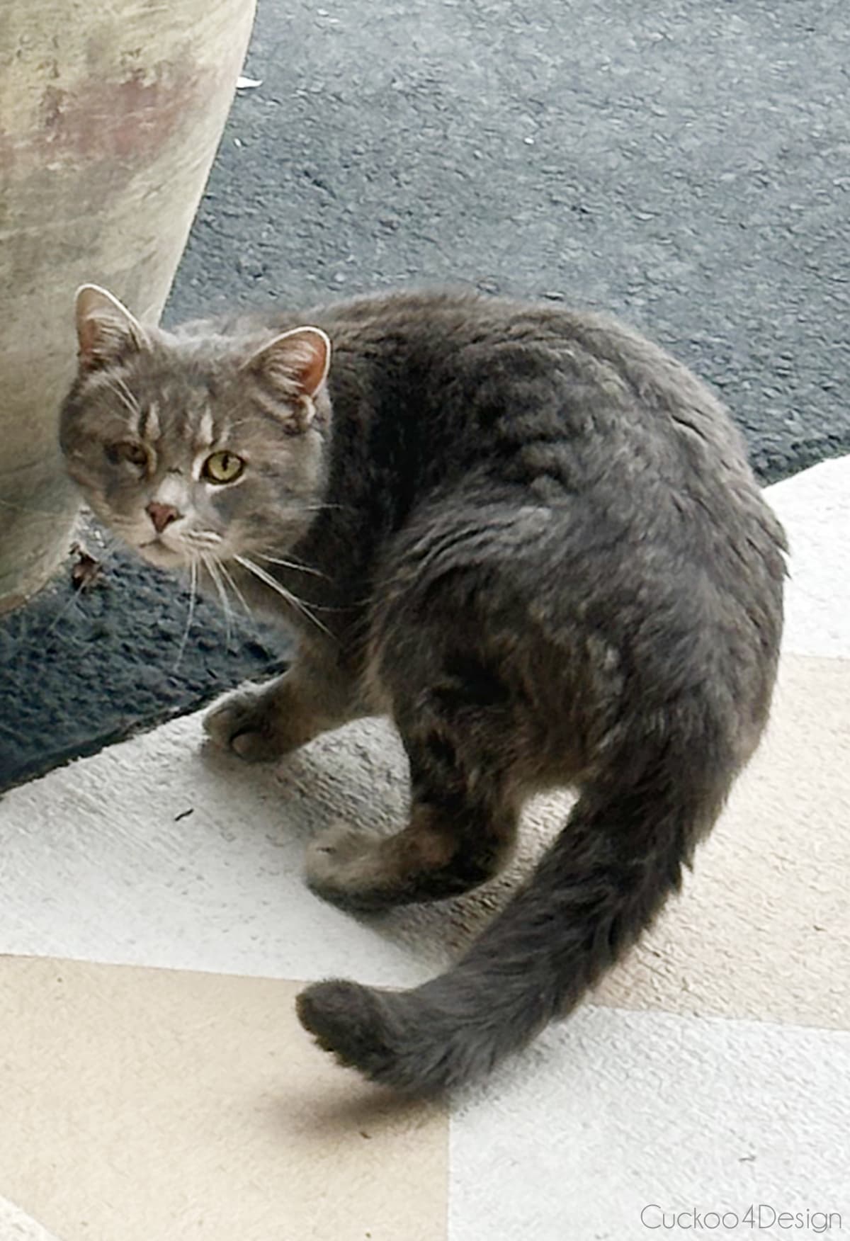 feral cat with injured eye