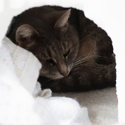 How to make a heated cat house igloo as a winter cat shelter