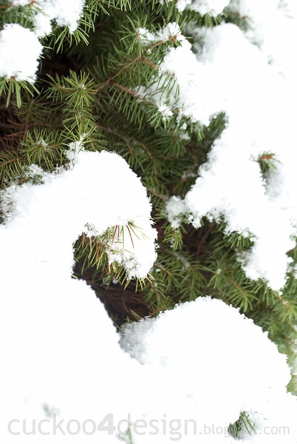 snow on Christmas pine tree