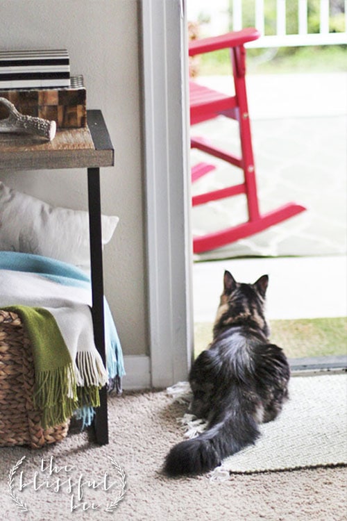 living pretty with your pets: meet the bloggers that do