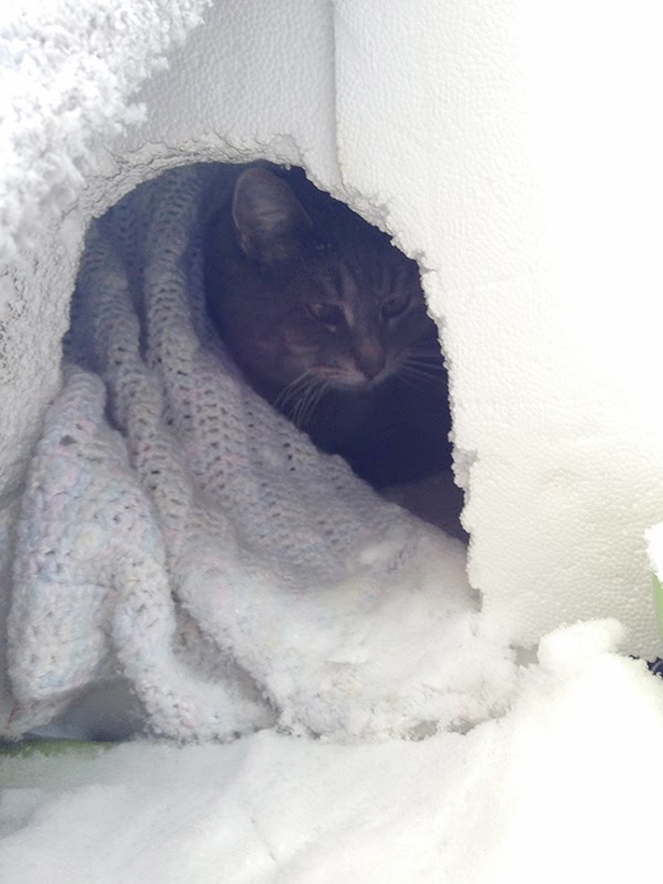 cat inside of snowed in box