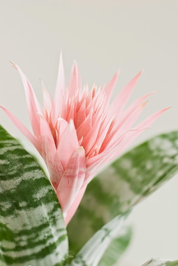 pink flower of a Bromelia plant