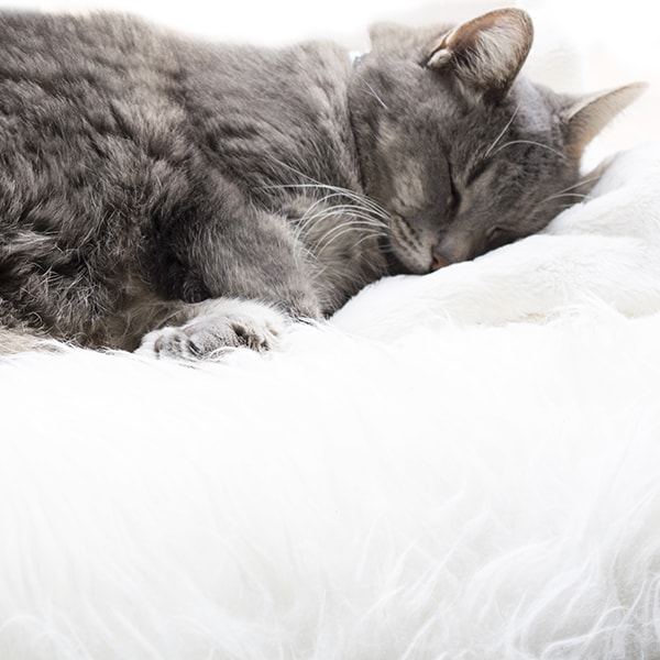 grey cat sleeping on white fur