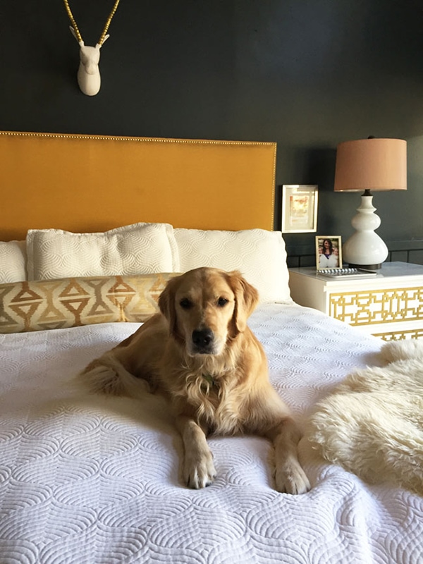 A Creative Day Blog and her dog - Living Pretty With Your Pets - Cuckoo4Design