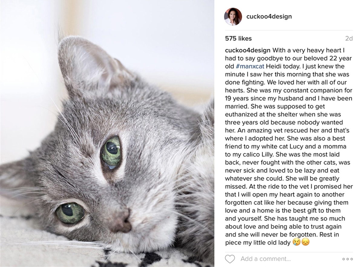 Instagram eulogy of elderly Manx cat that passed away