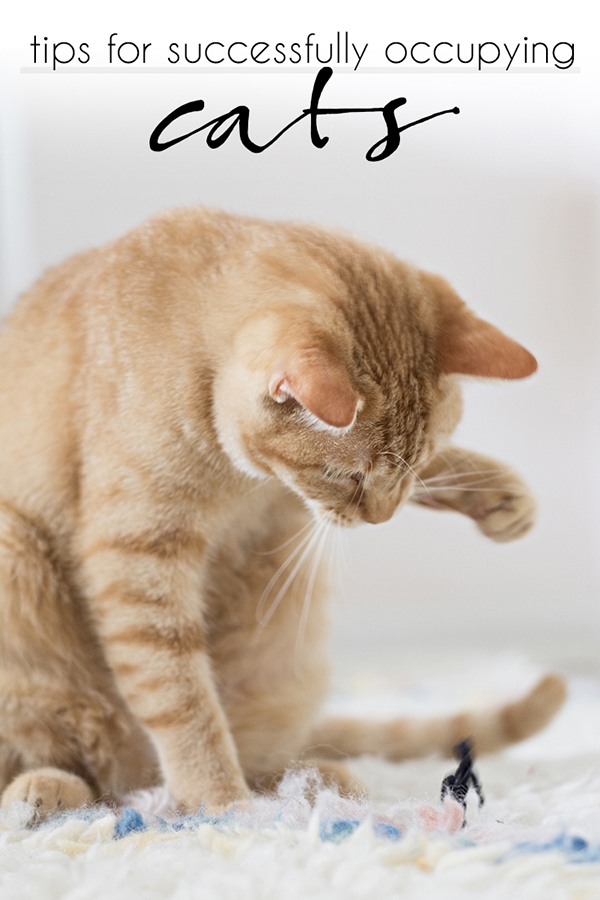 tips for successfully occupying your cats