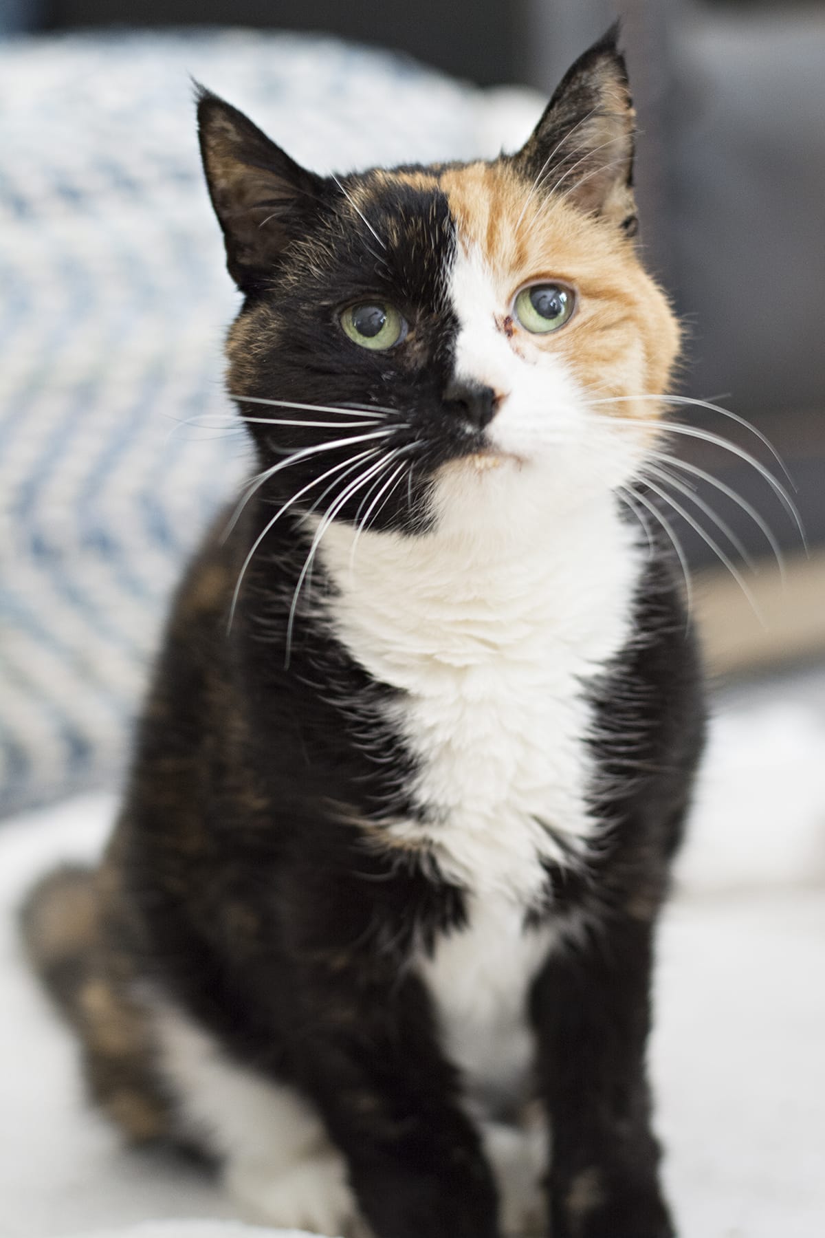 elderly calico with tired eyes