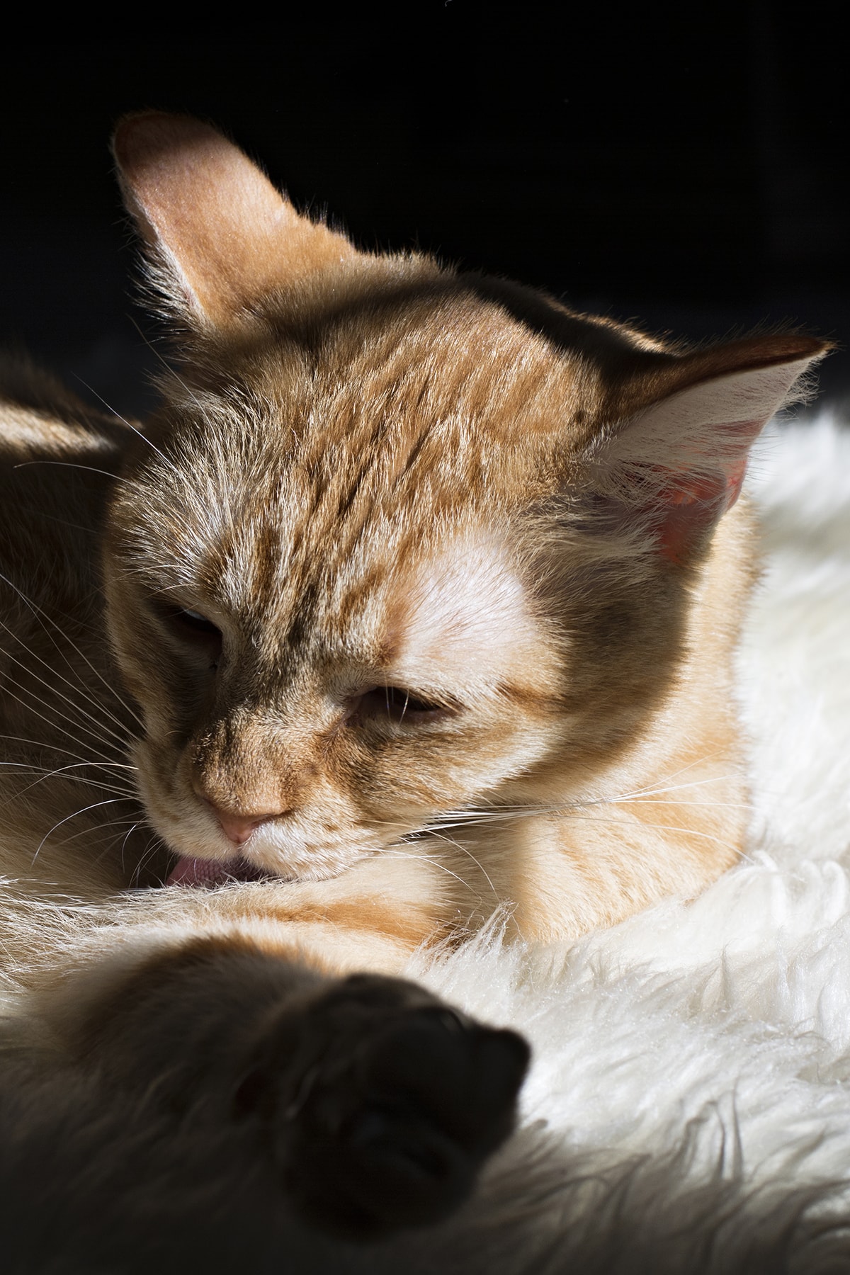 our orange tabby cat grooming herself on shag rug