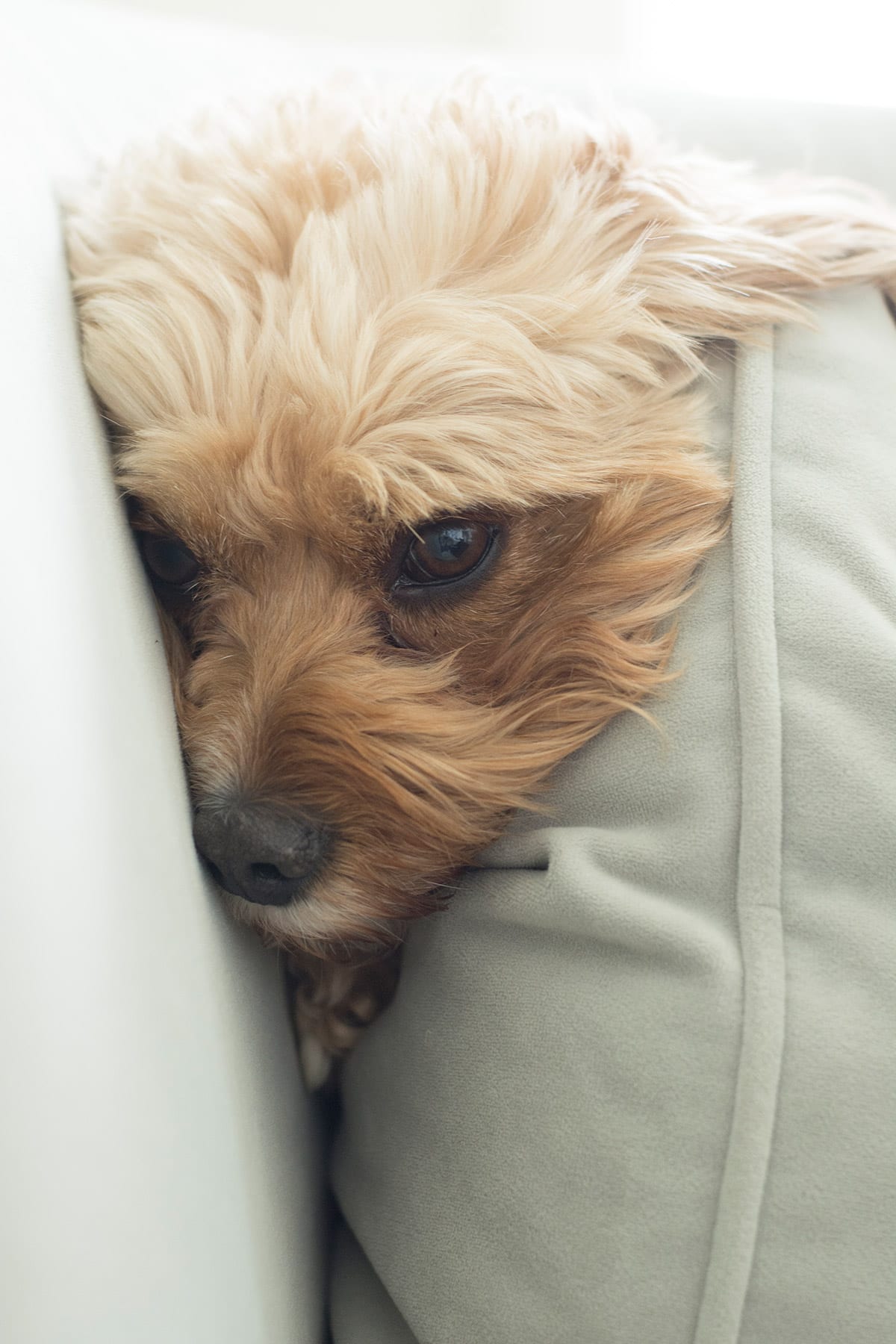 puppy hiding between sofa cushions