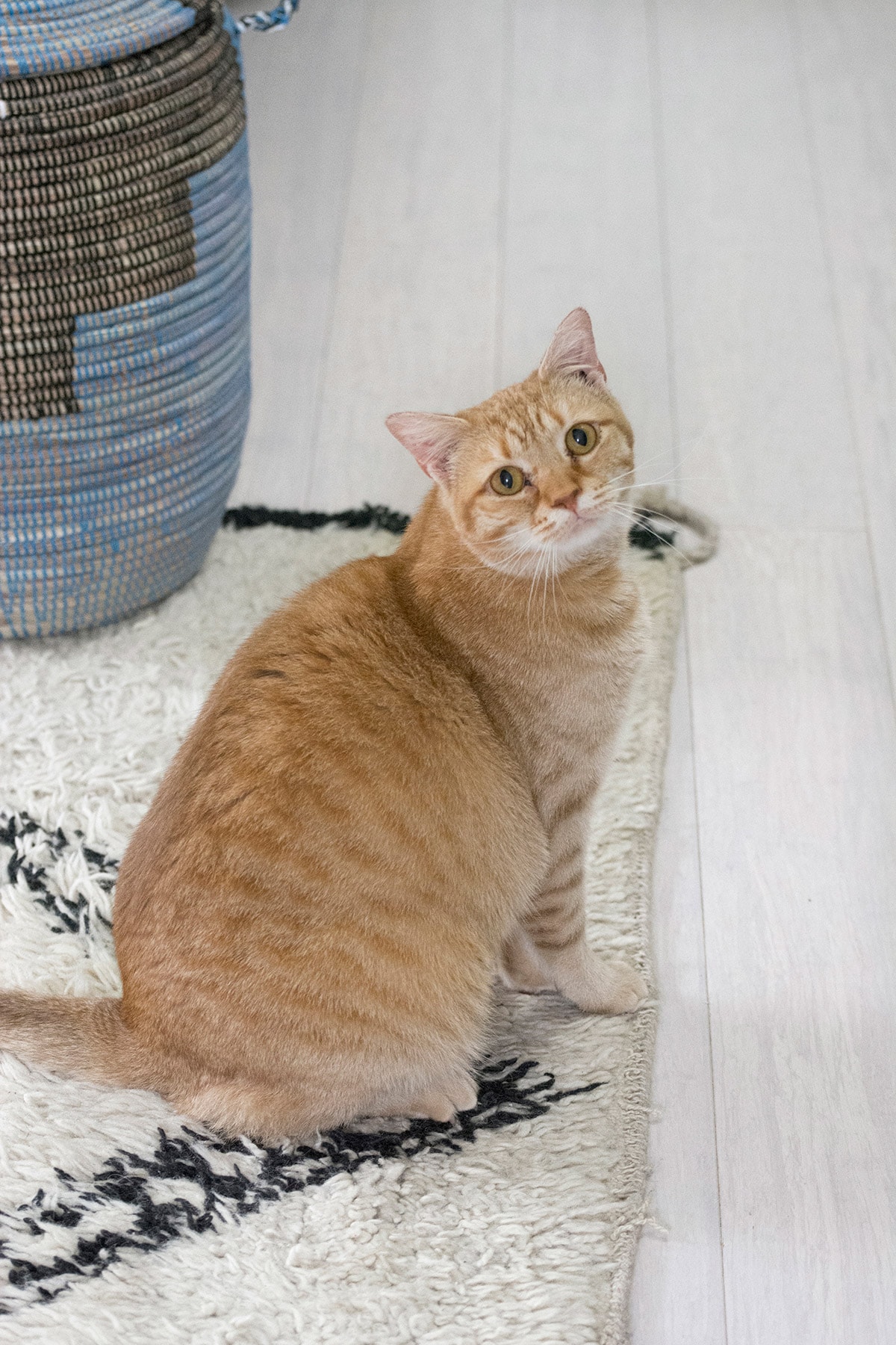  cat sitting on rug