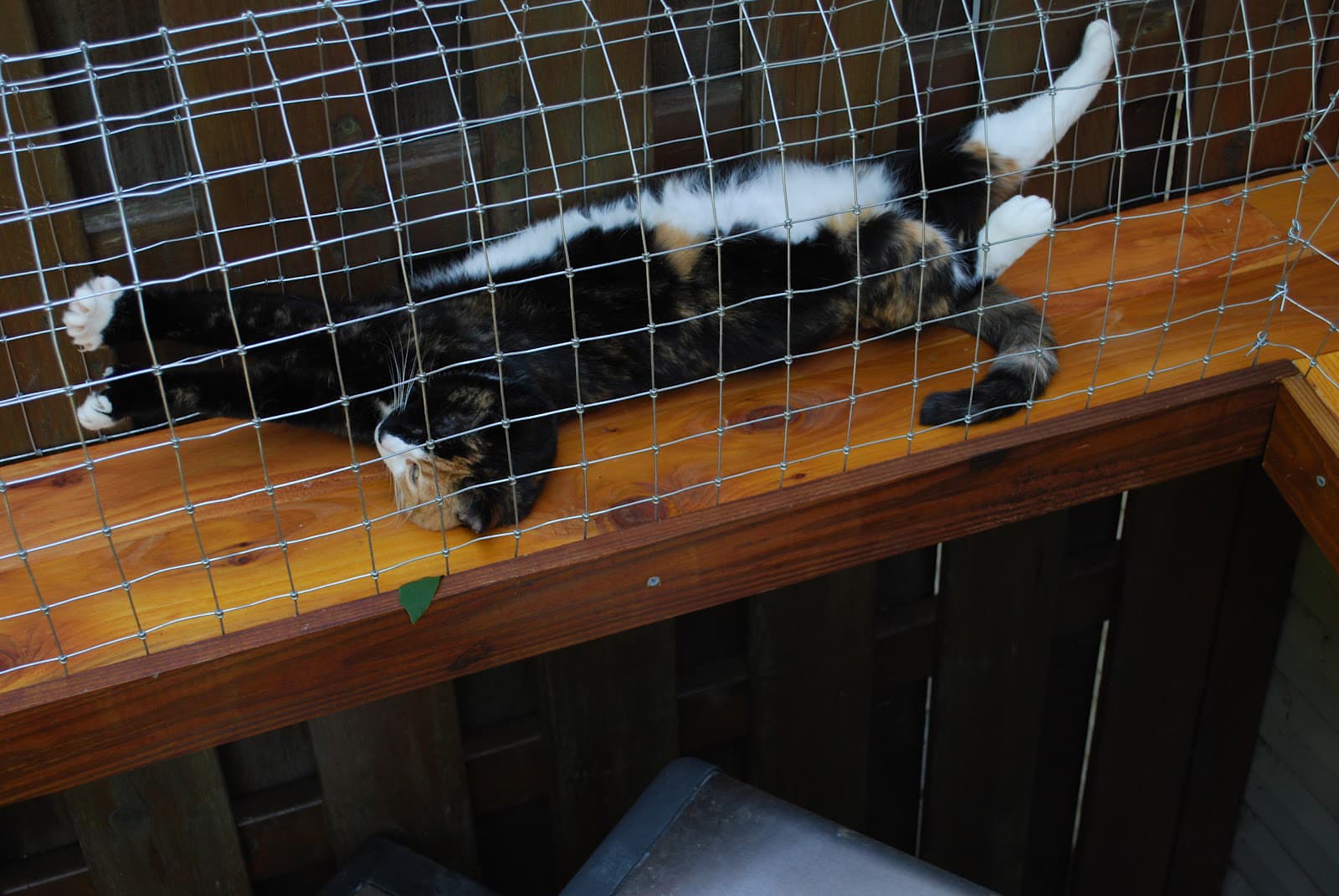 cat sleeping in outdoor cat tunnel