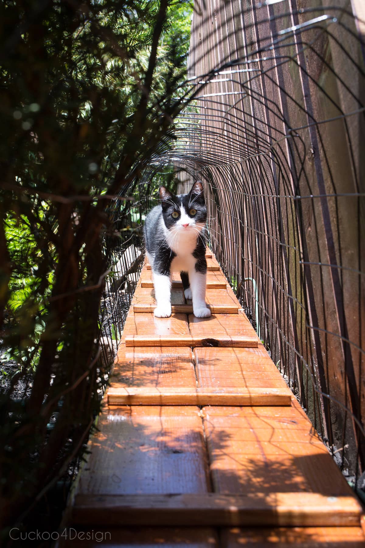 cat in outdoor tunnel