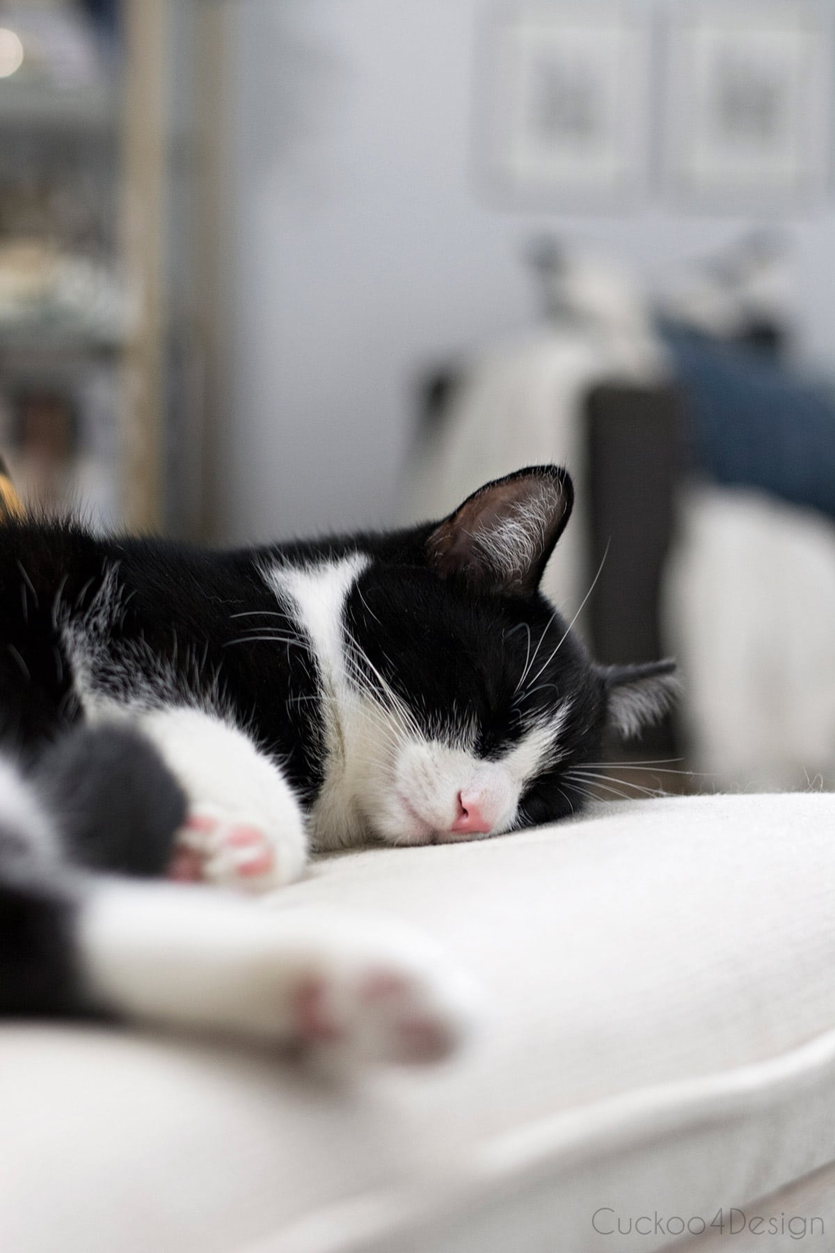 sleeping tuxedo cat