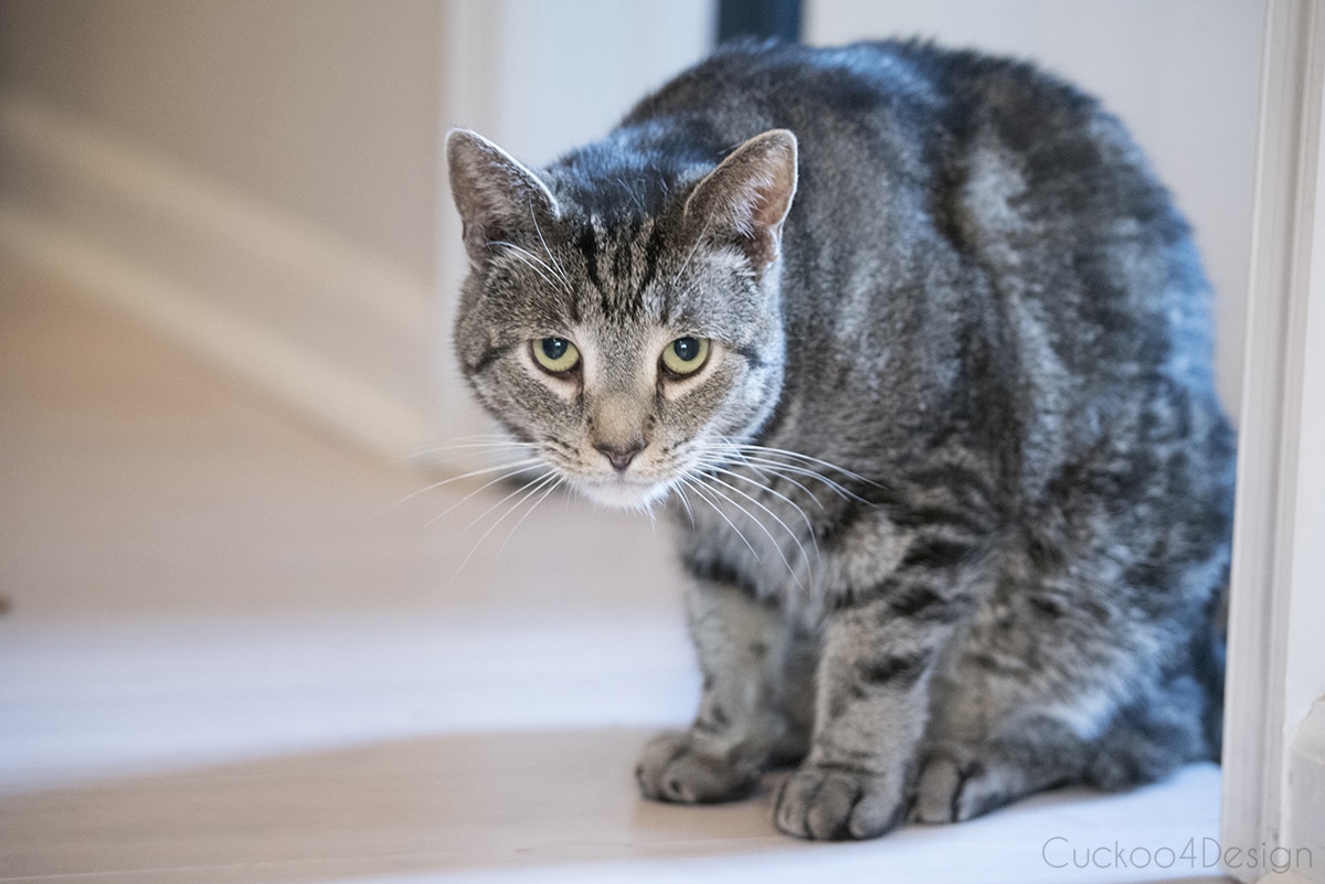 shelter cat transformation with Paxil and Gabapentin