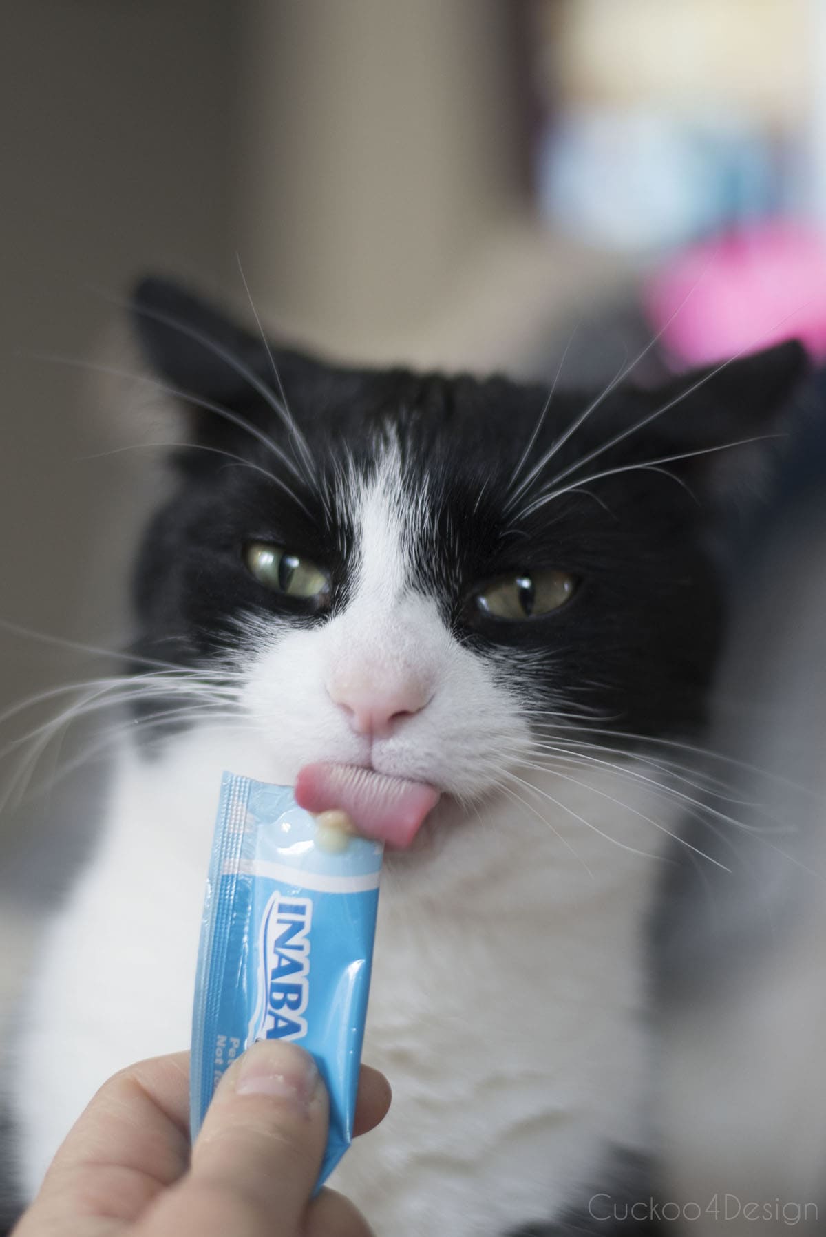 our tuxedo cat licking his favorite treat