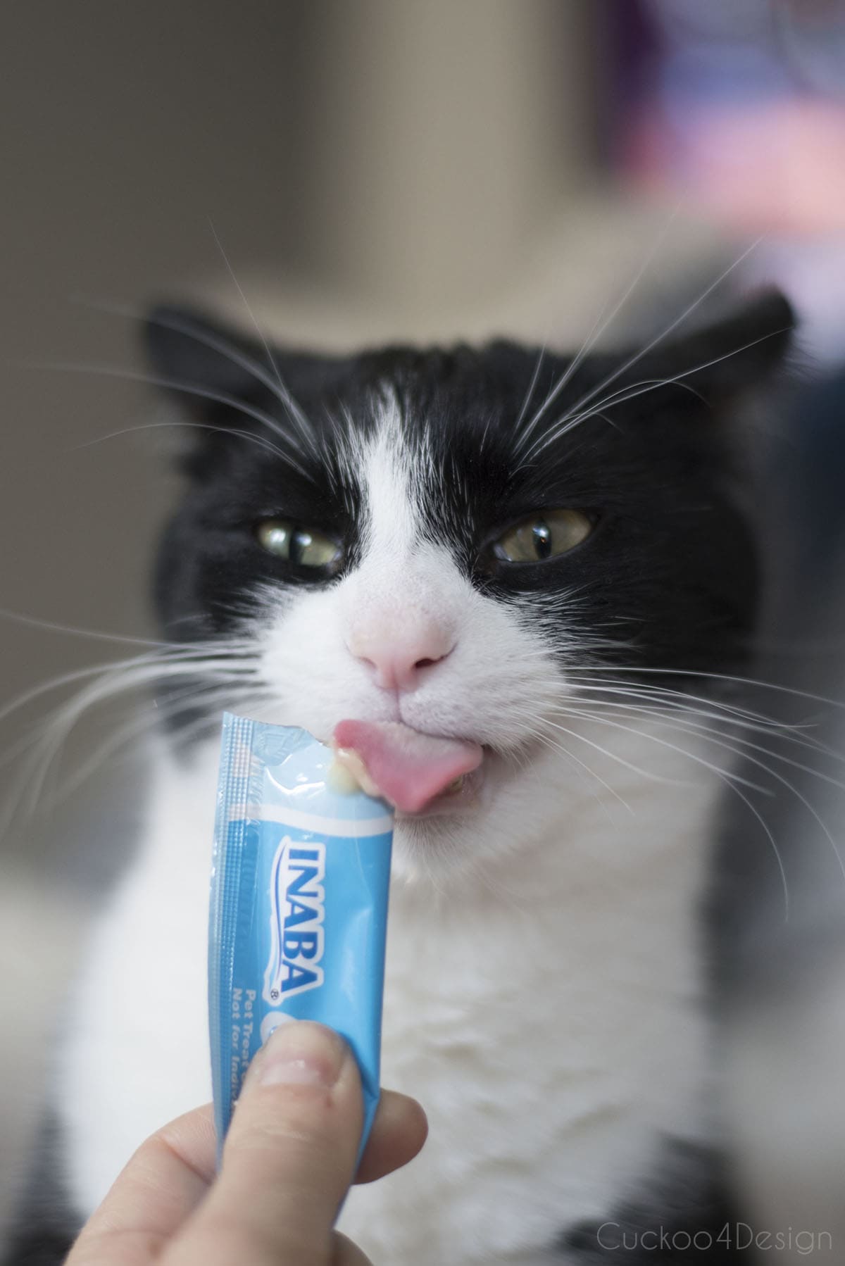 cat licking treat as reward