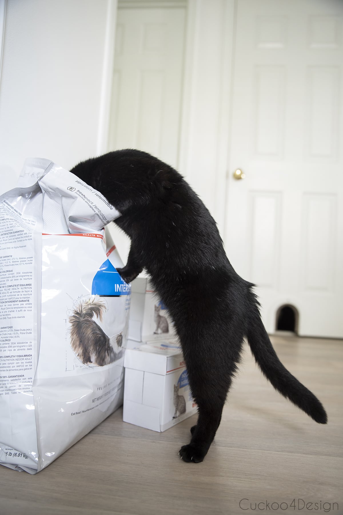 black cat examining Royal Canine cat food