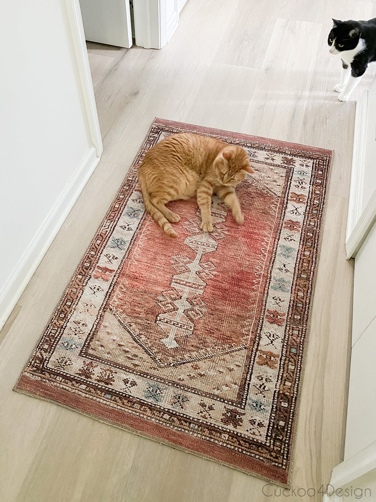 cat laying on red World Market Izmir Terracotta and Beige Persian Style Area Rug