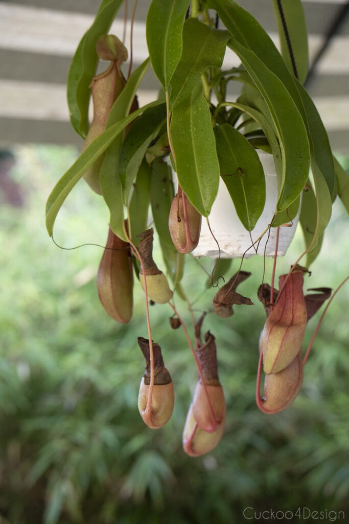 pitcher plant hanging in patio umbrella