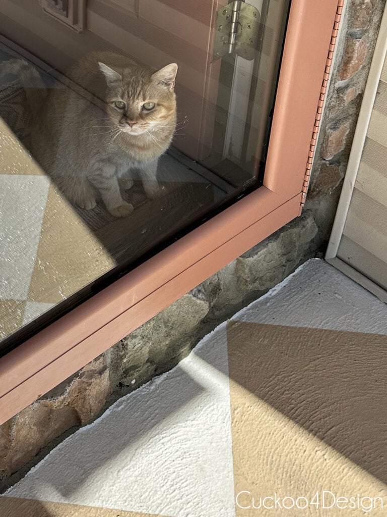 cat sitting in window watching patio cleaning