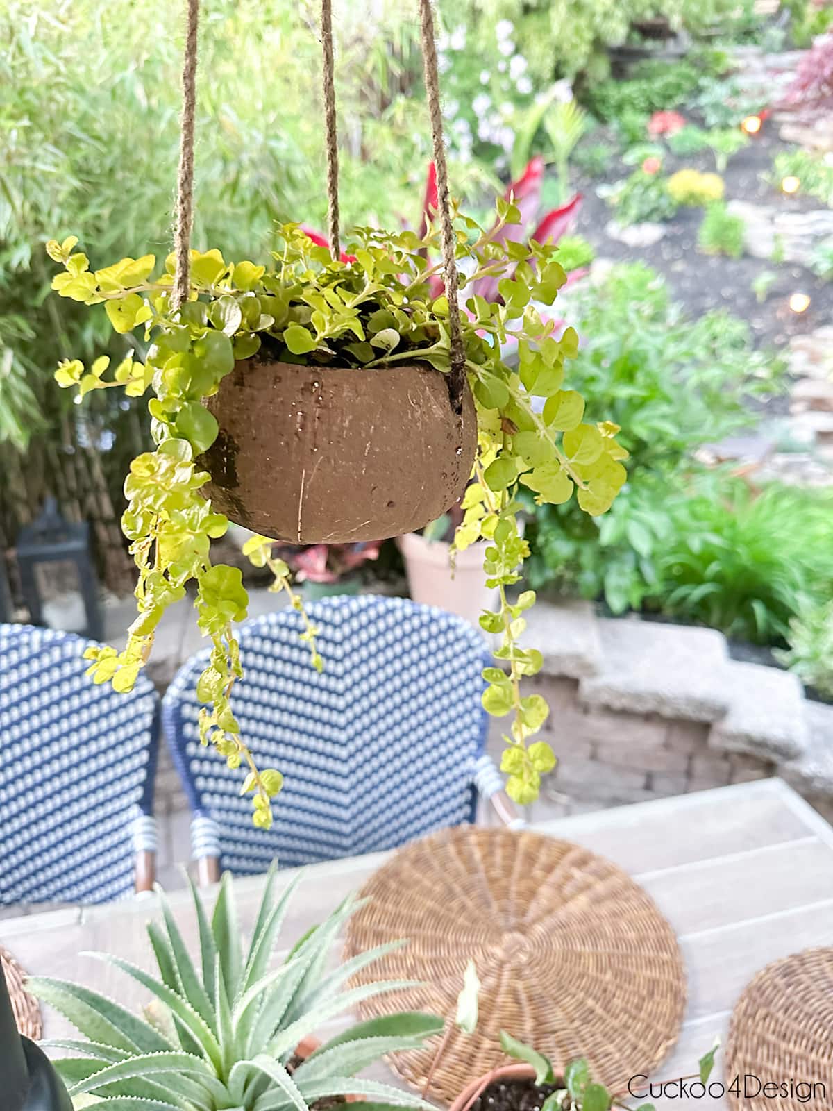 coconut shell planter with plant inside