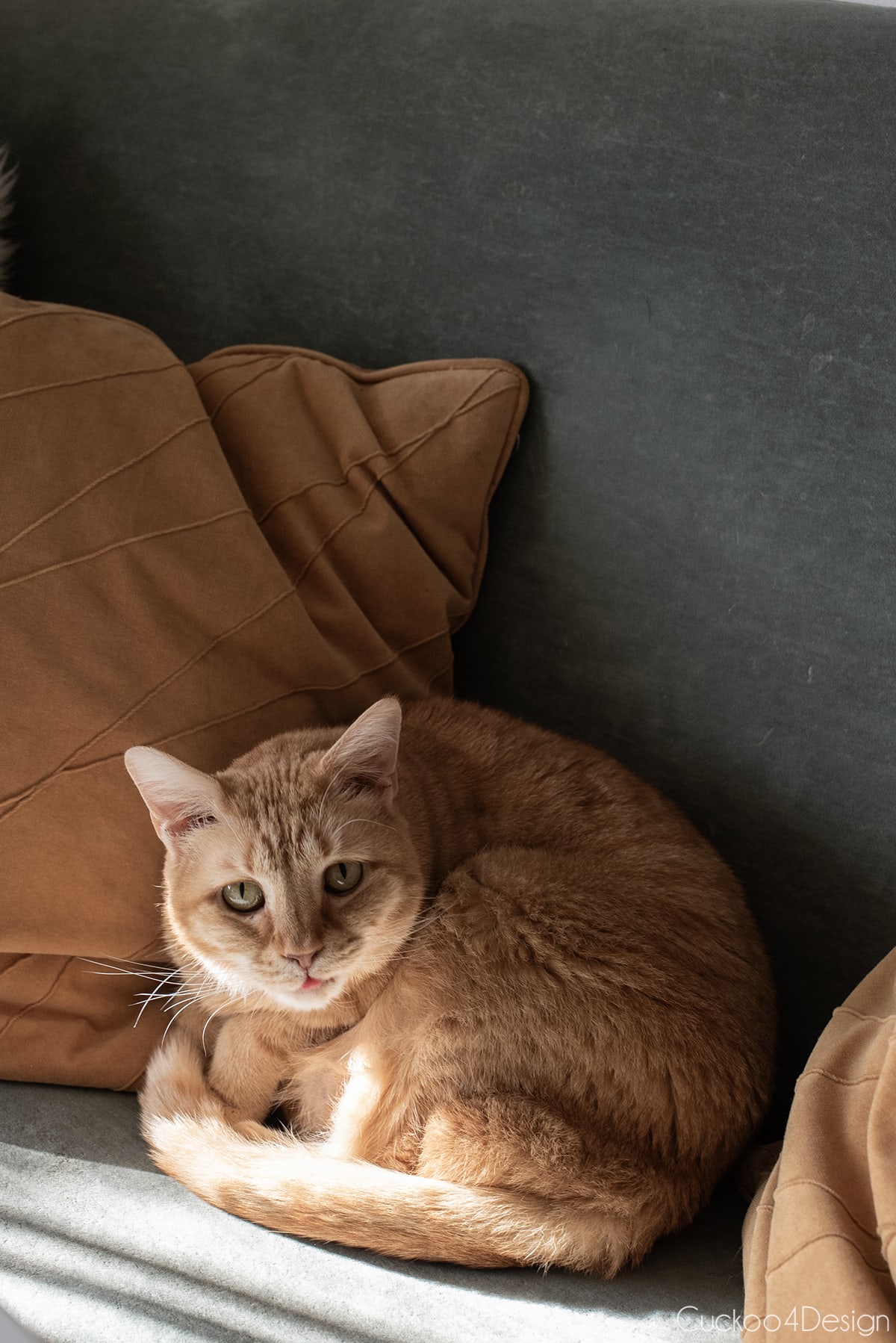 our orange Tabby laying on green dining room settee