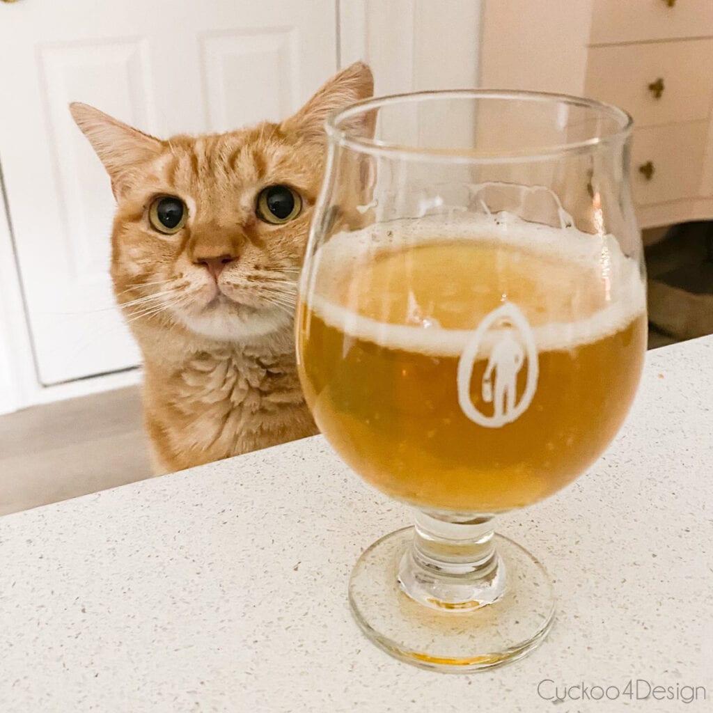 orange cat sitting in front of a beer