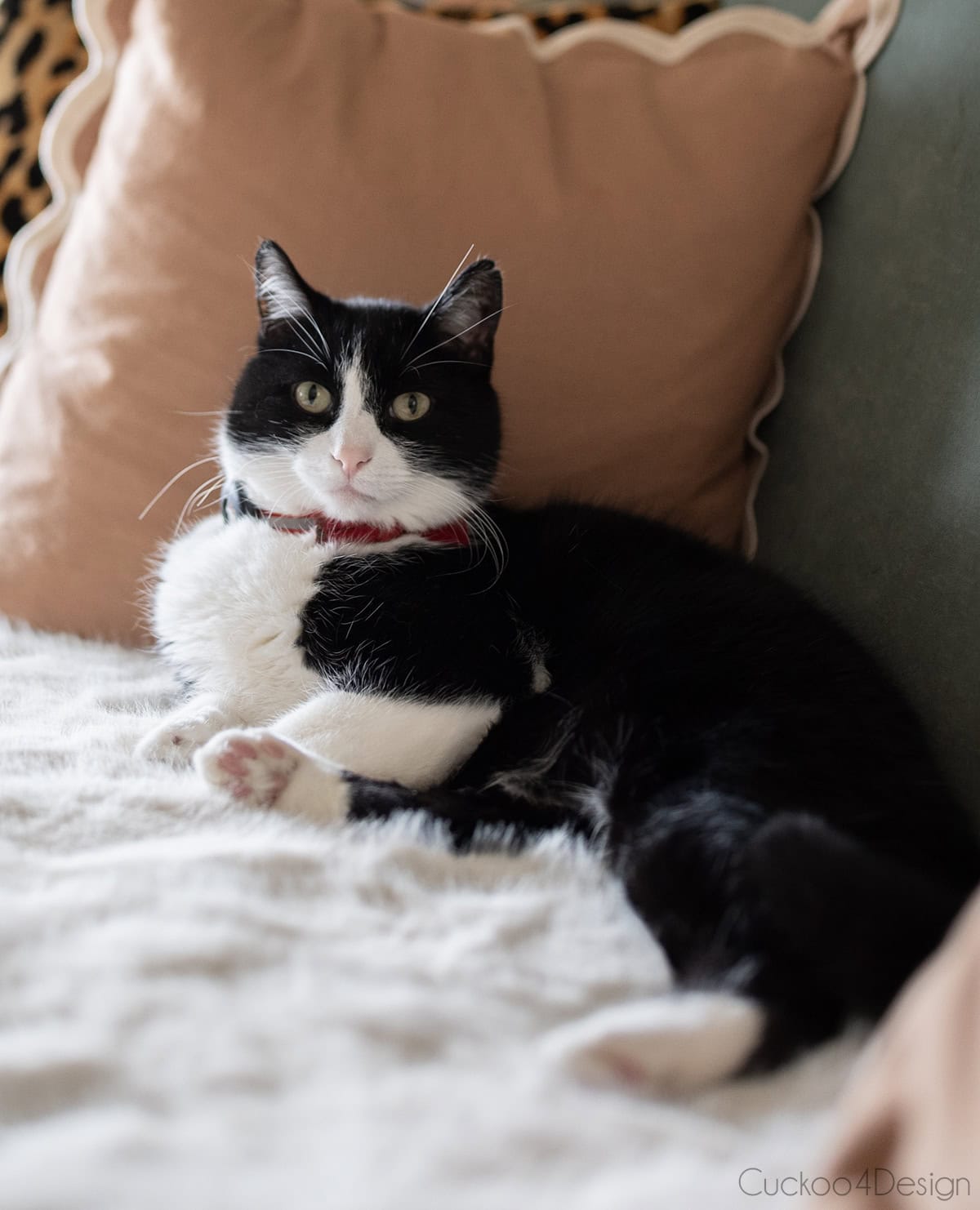 cat laying on faux fur throw