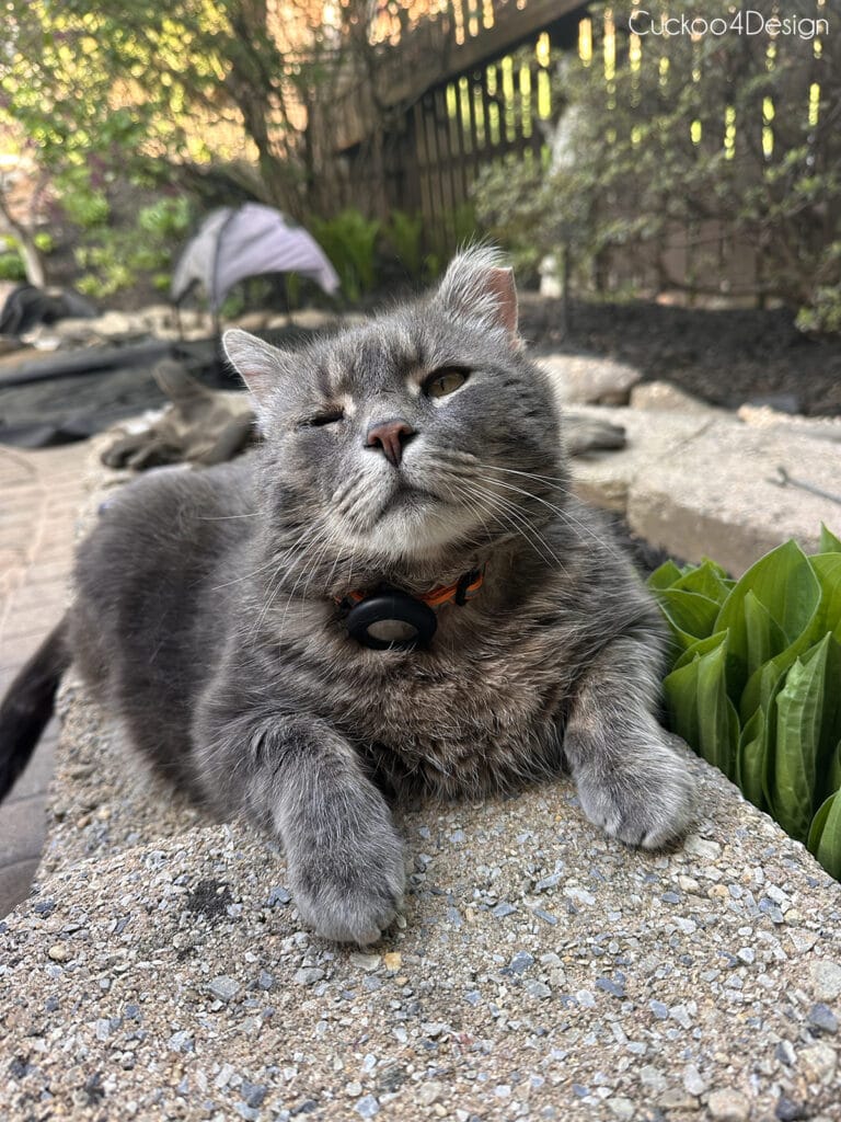 fat gray cat sitting on landscaping crocks