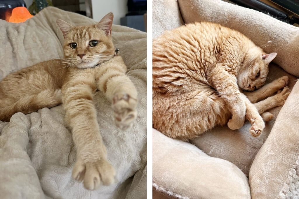 our orange tabby Maya
