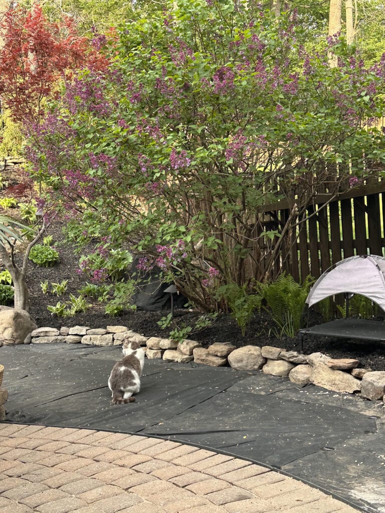 cat sitting on weed barrier fabric applied to yard before adding pea gravel