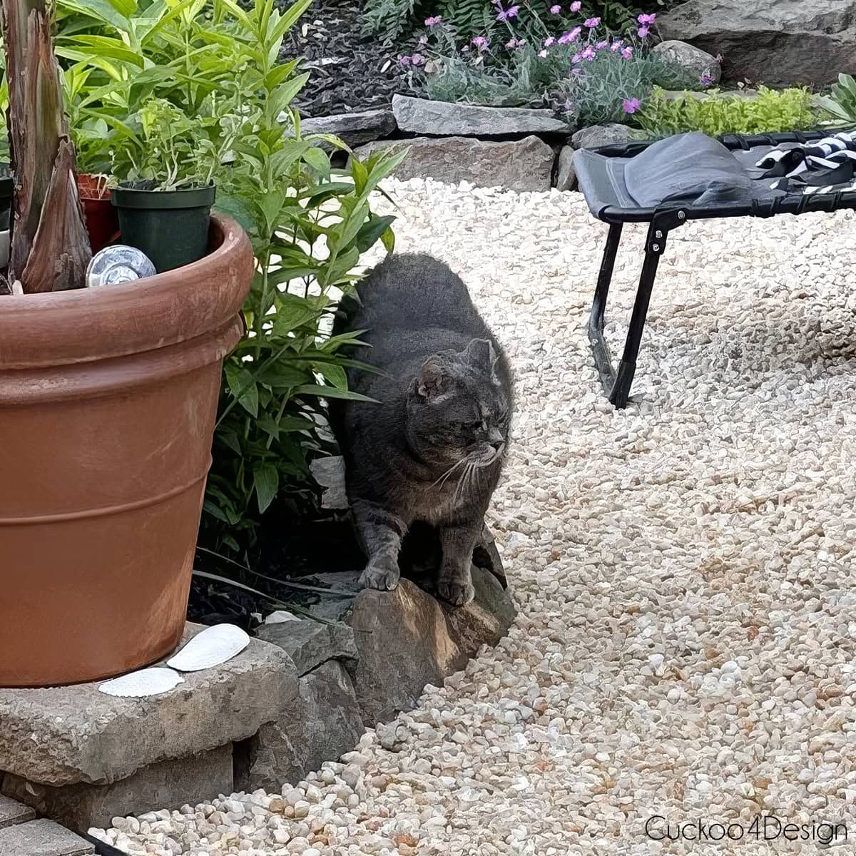 gray cat walking on the stone landscaping border