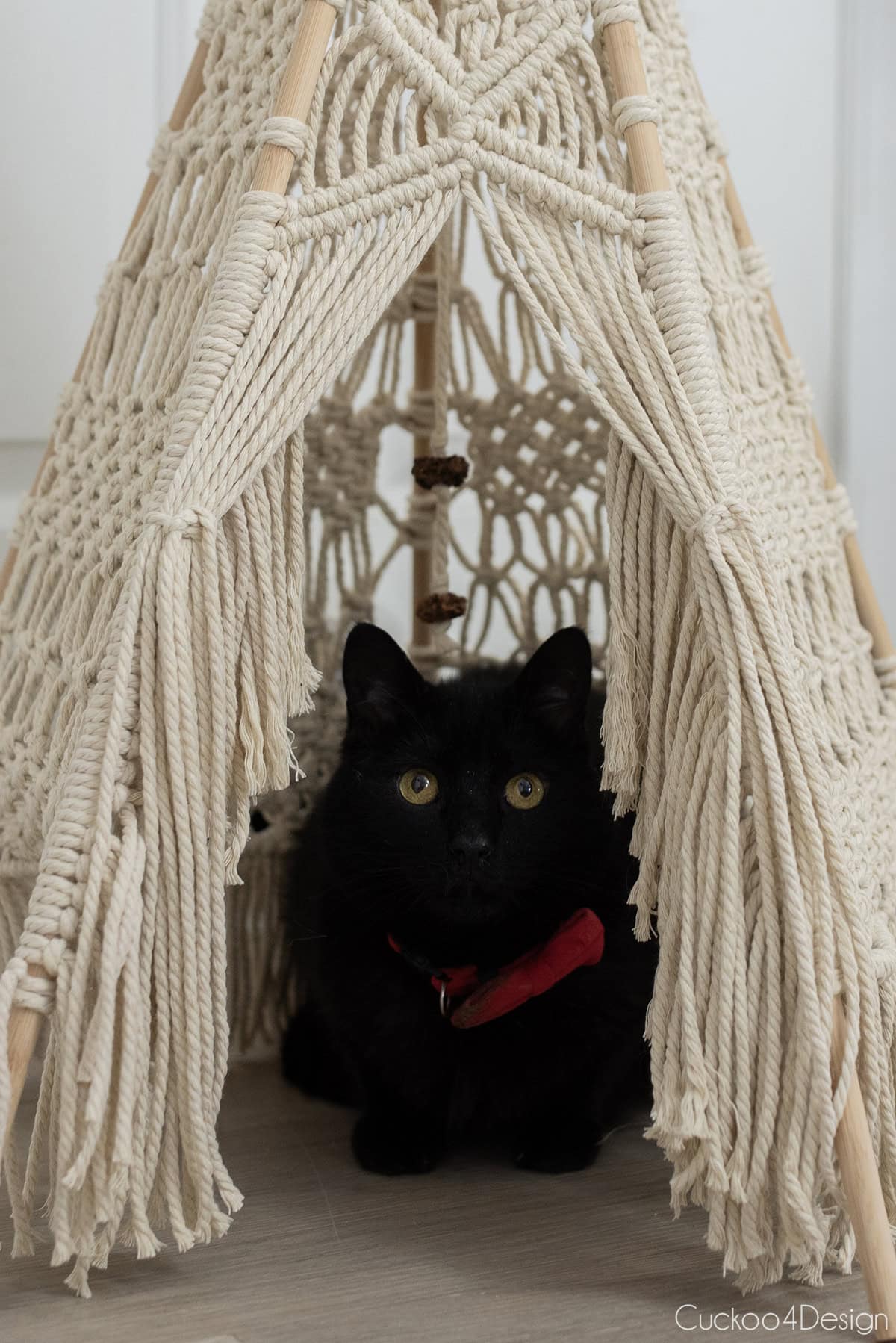 close-up of black cat inside macrame teepee
