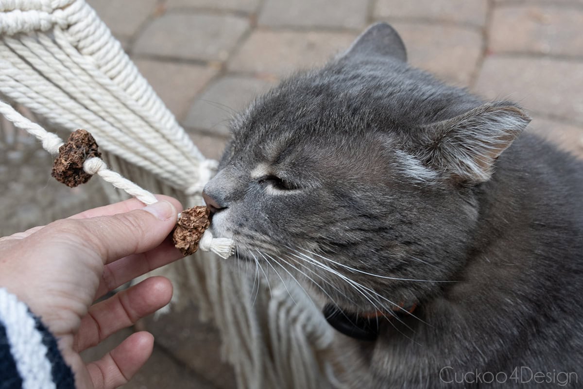 gray cat sniffing dried silver vine fruit used as a macrame bead