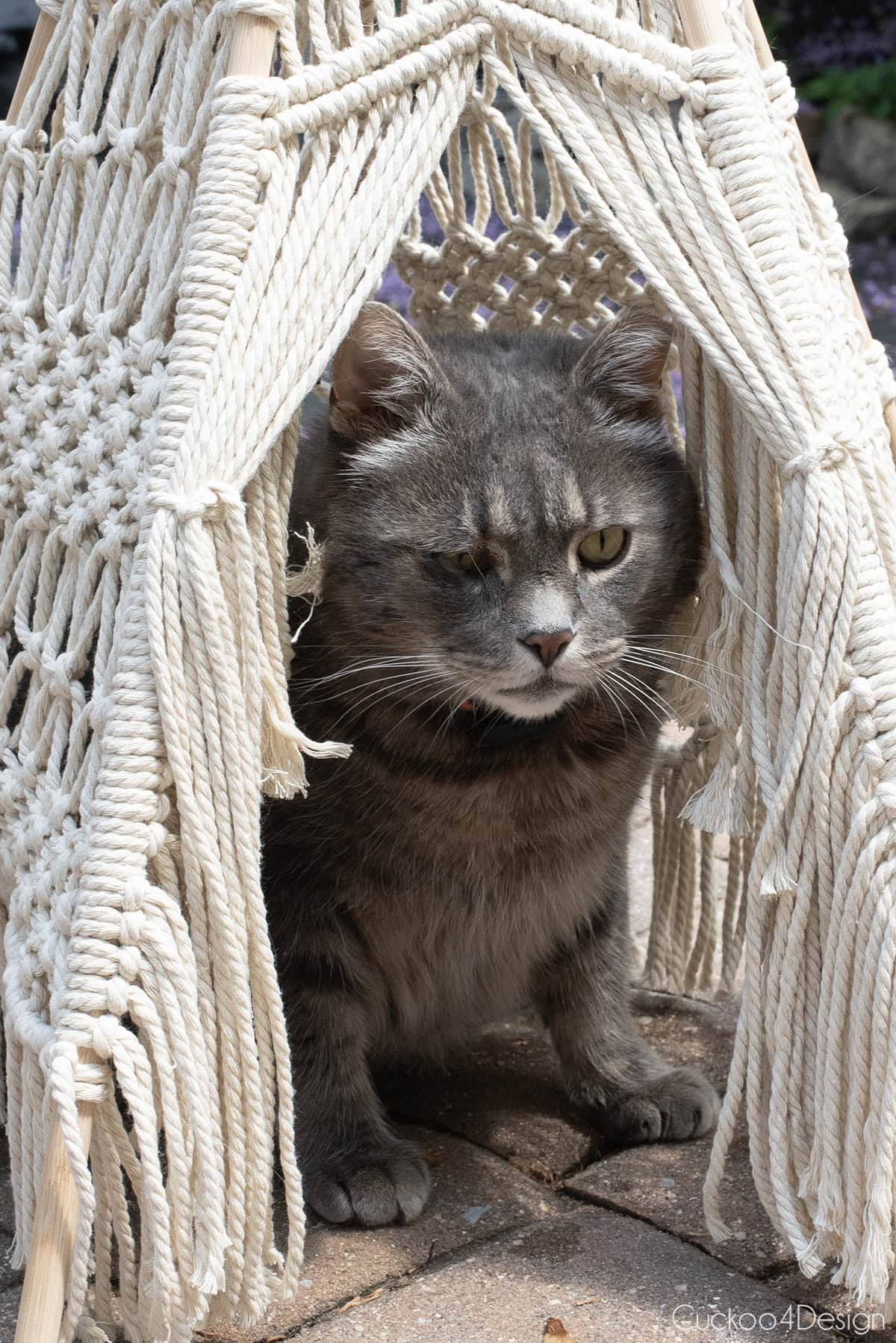 close-up of gray cat in macrame teepee