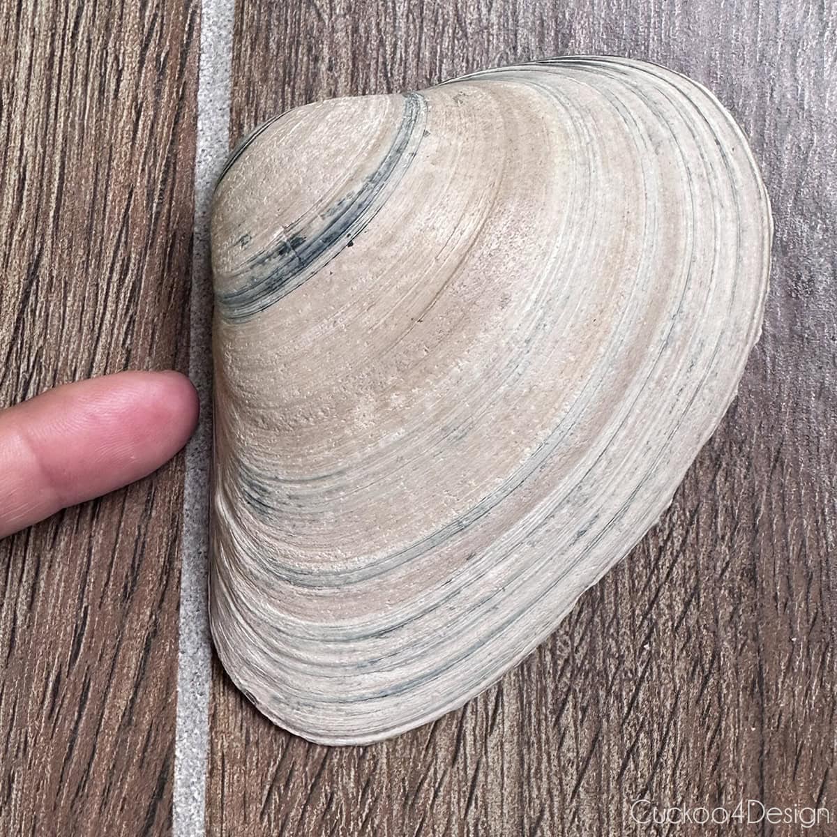 large clam shell on a table surface