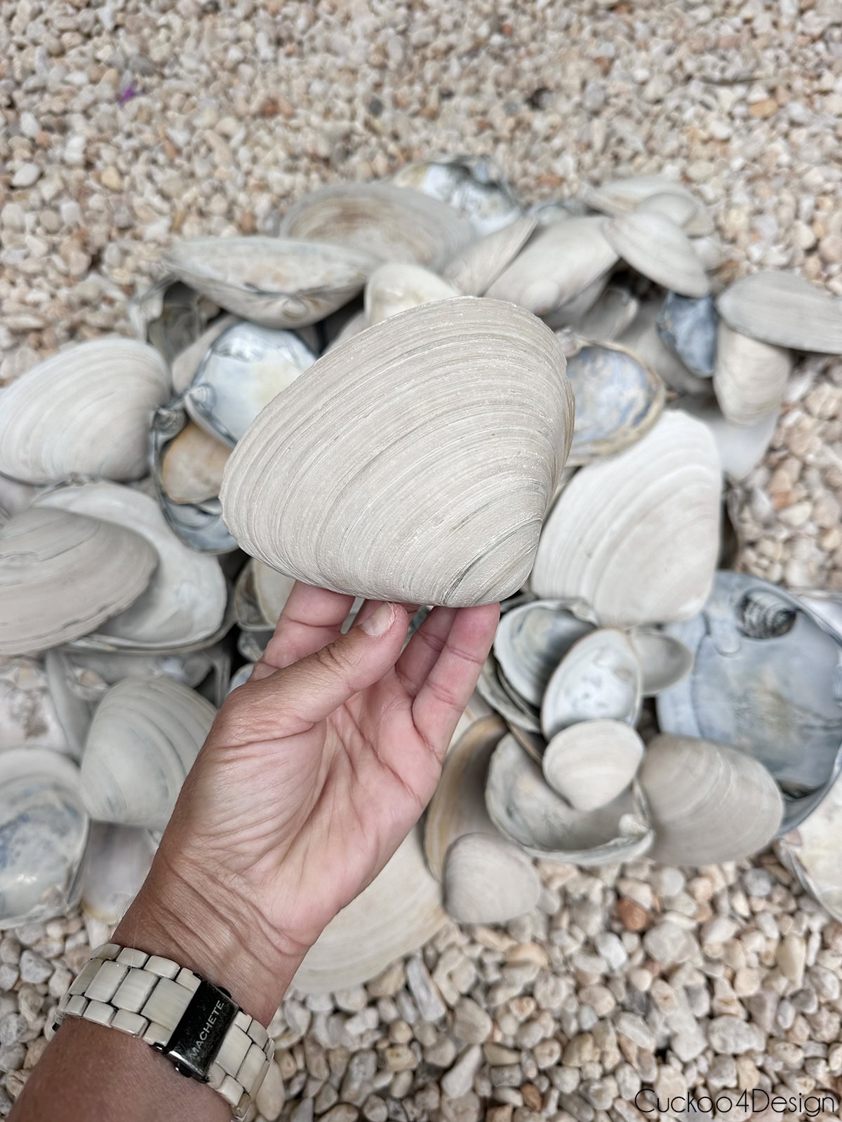 Pile of large clamshells/Quahogs on pea gravel