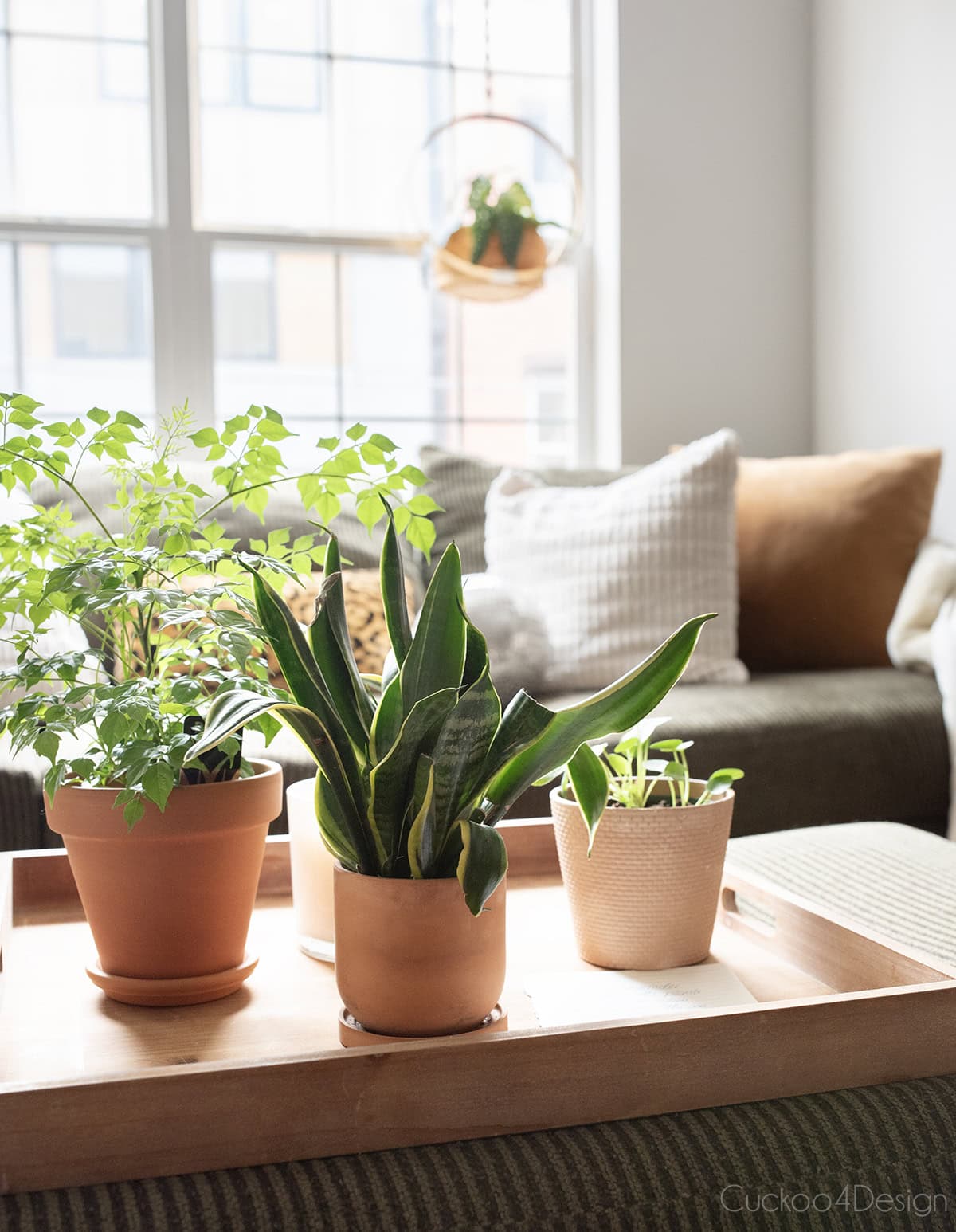 three plants in terracotta pots sitting on a thrifted wooden ottoman tray